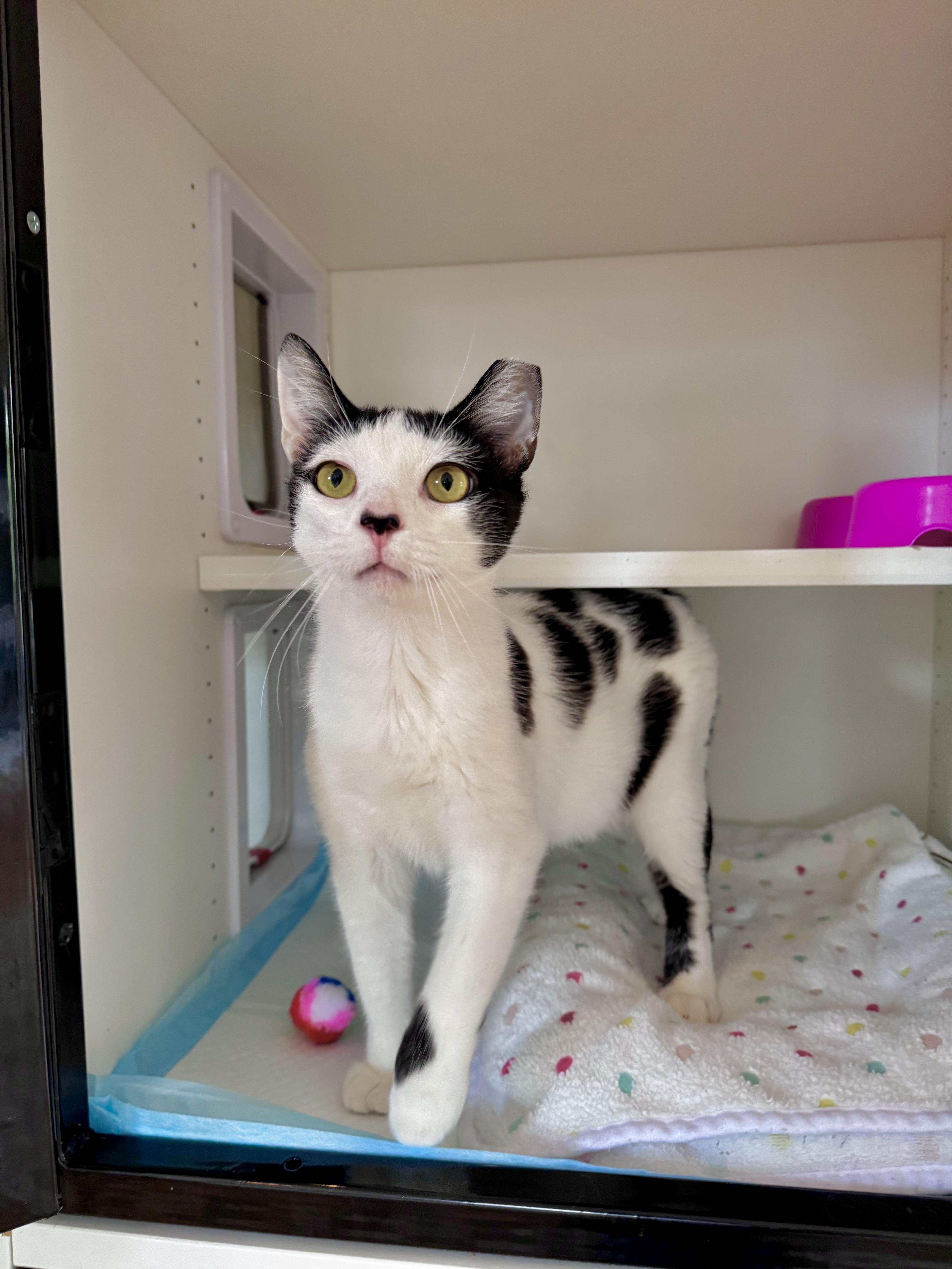 Clover, an adopted Domestic Short Hair in Ramsey, NJ image 4/6