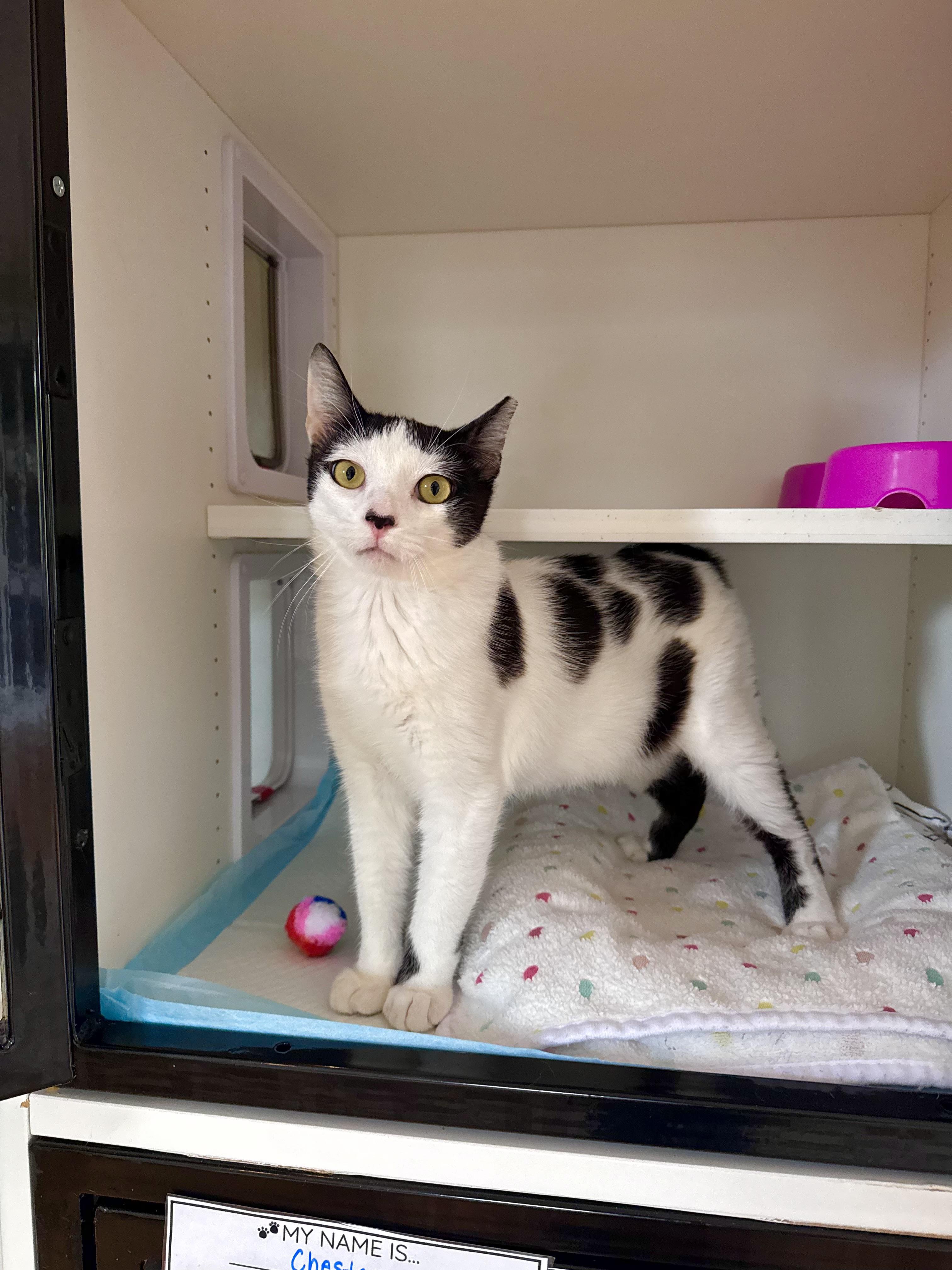 Clover, ADOPTABLE, Young Male Domestic Short Hair.