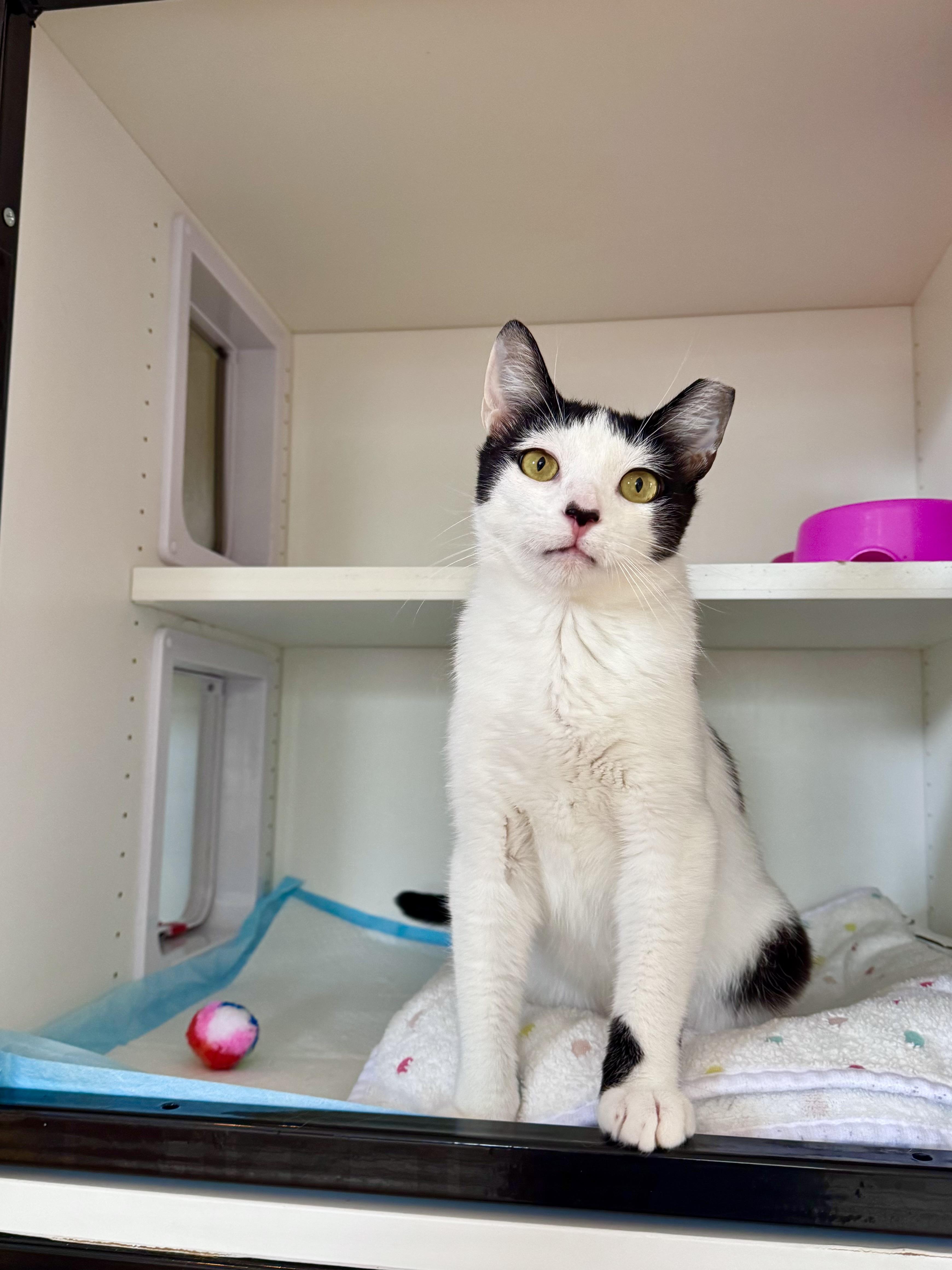 Clover, an adopted Domestic Short Hair in Ramsey, NJ image 2/6