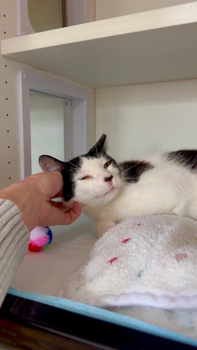 Enlarge Clover, an adopted Domestic Short Hair in Ramsey, NJ video 3/6