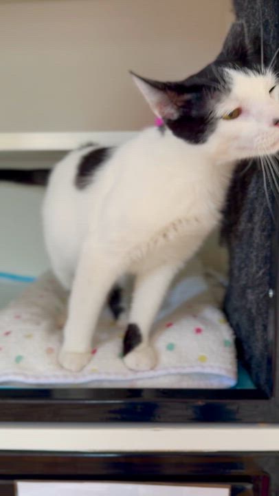 Enlarge Clover, an adopted Domestic Short Hair in Ramsey, NJ video 6/6