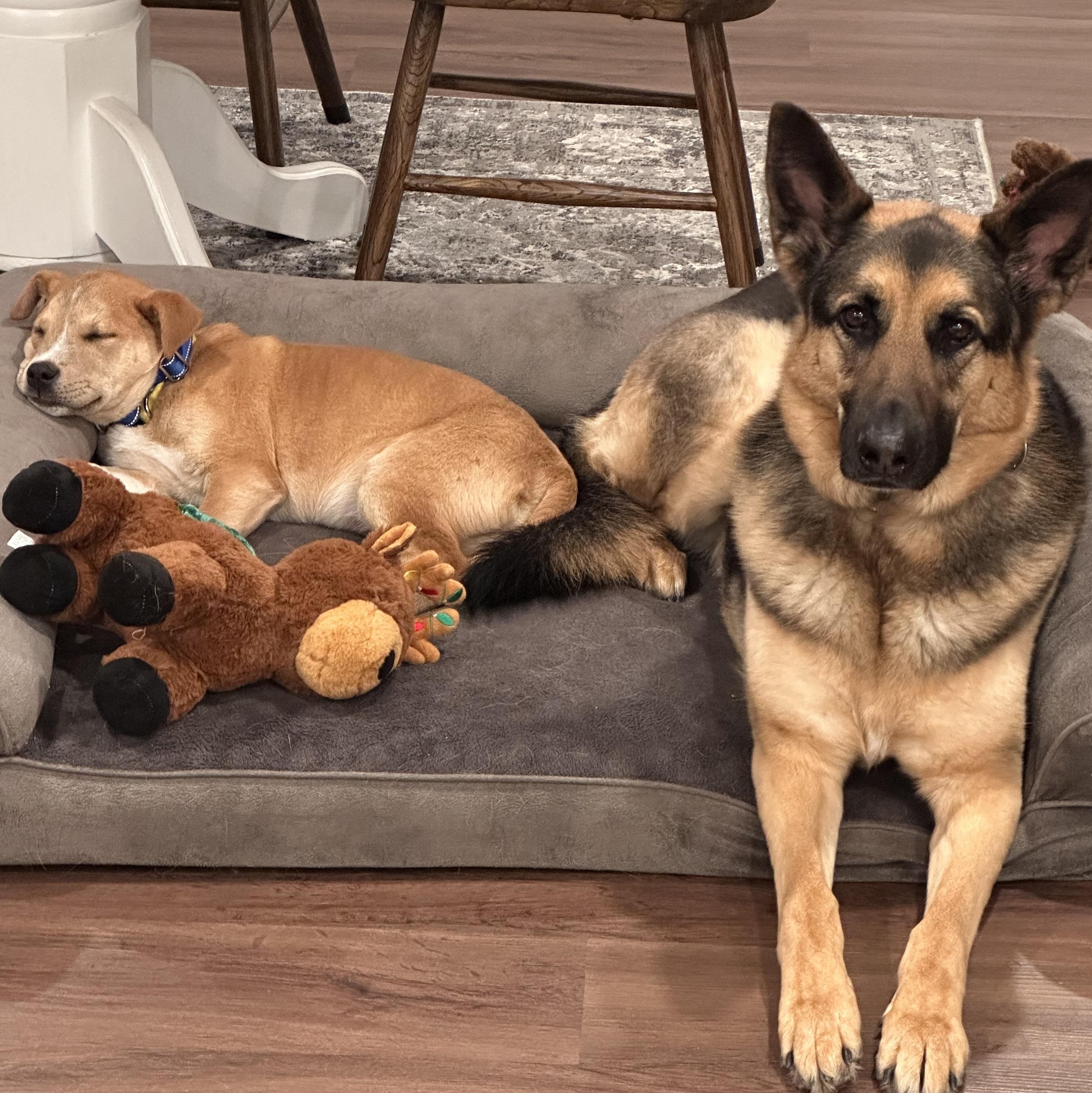 Scotch Spirits - Local Pup — thumbnail 4