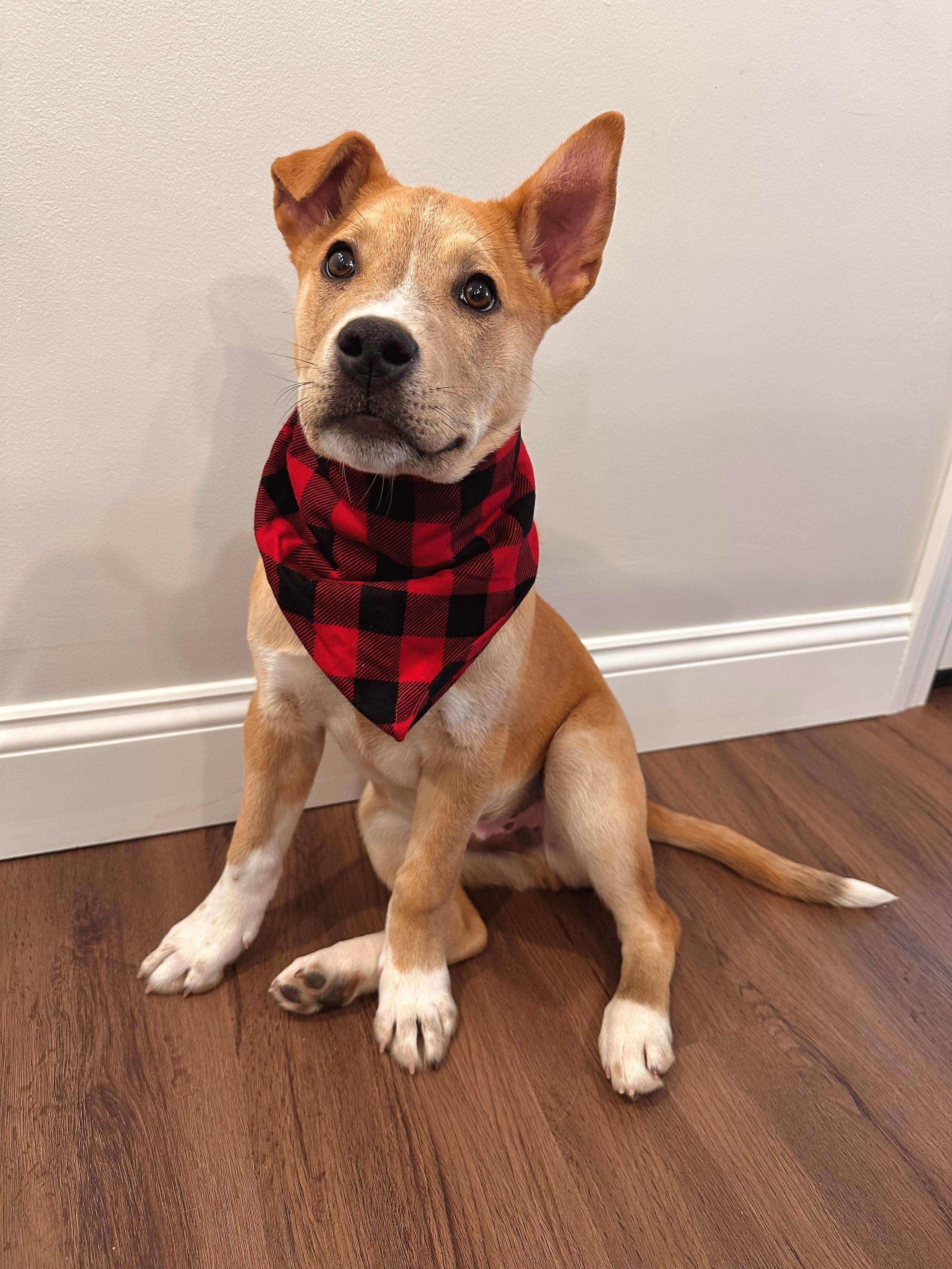 Scotch Spirits - Local Pup — thumbnail 5