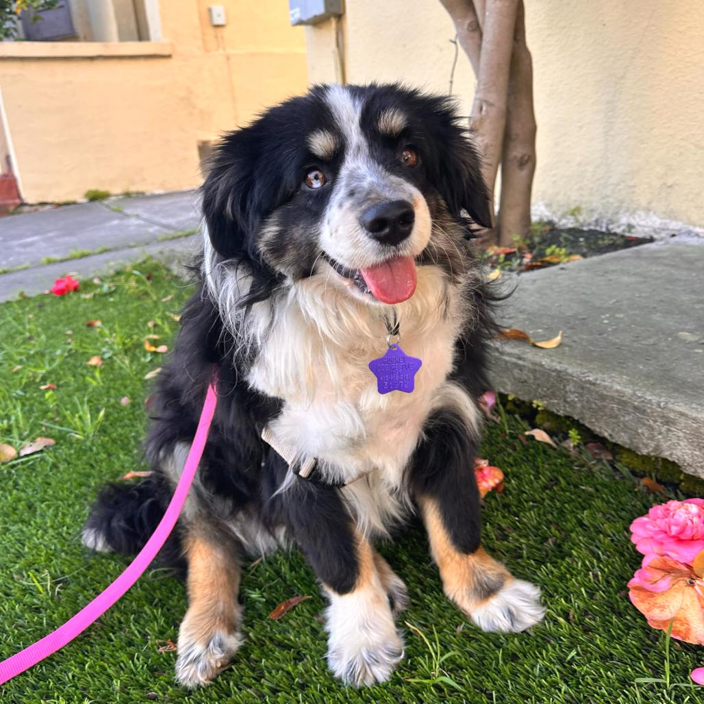 Fluffy, a Adoptable mixed breed in San Francisco, CA image 1/2