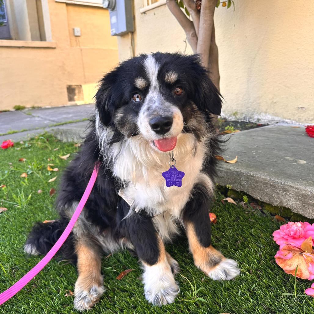 Fluffy, a Adoptable mixed breed in San Francisco, CA image 2/2