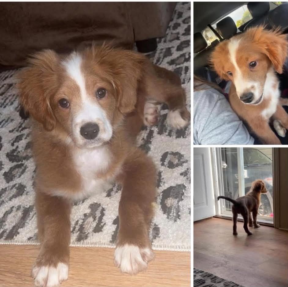 Milo the Aussie Doodle Puppy, a Adoptable Aussiedoodle in Muskego, WI image 1/2