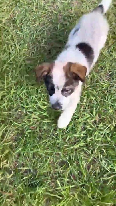 Enlarge Milo the Aussie Doodle Puppy, a Adoptable Aussiedoodle in Muskego, WI video 2/2