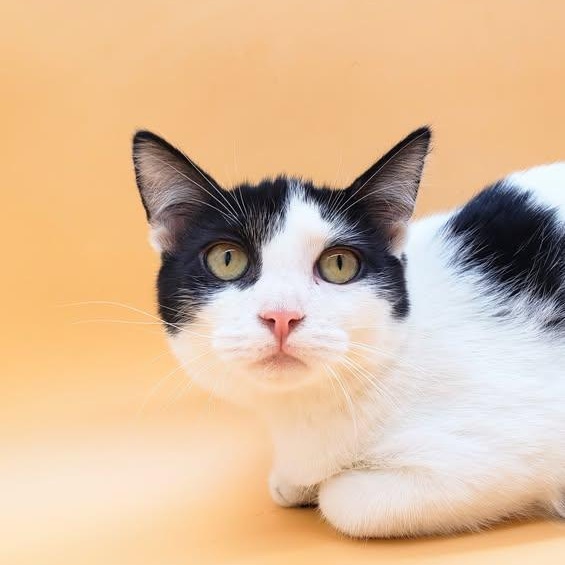 Toodles — thumbnail 2