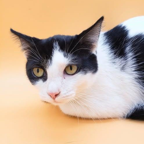 Toodles — thumbnail 3