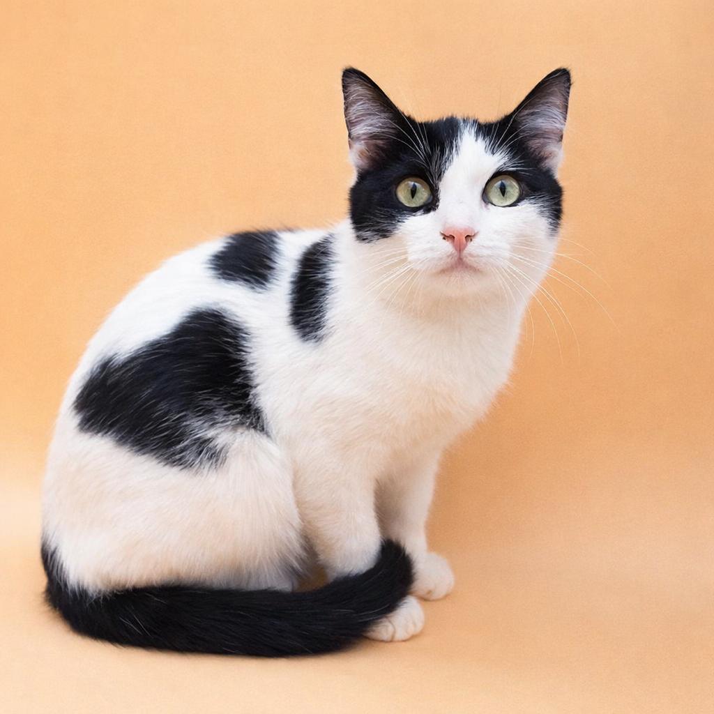 Toodles — thumbnail 4