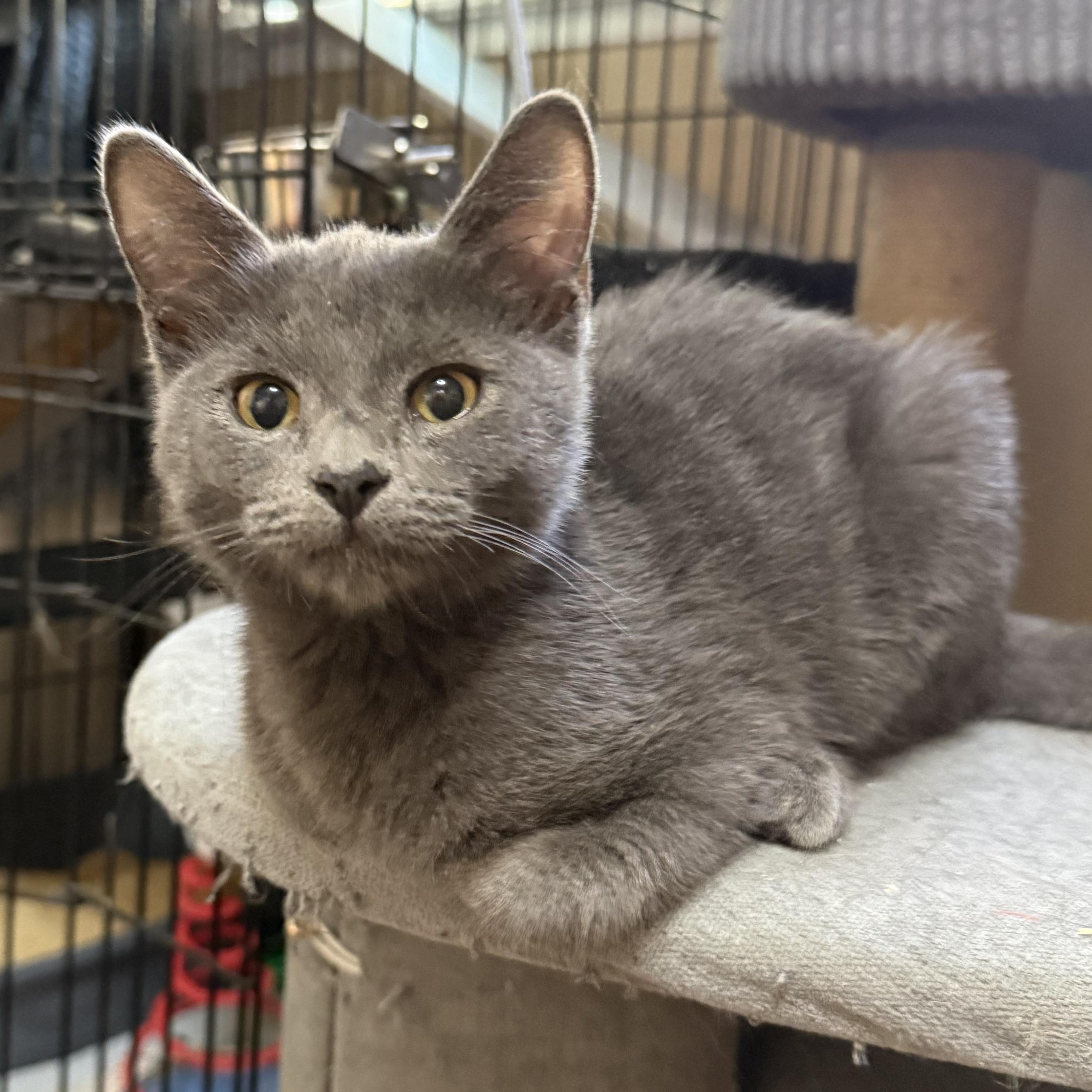Enlarge Lexi, a Adoptable Domestic Short Hair in Oakley, CA image 1/3