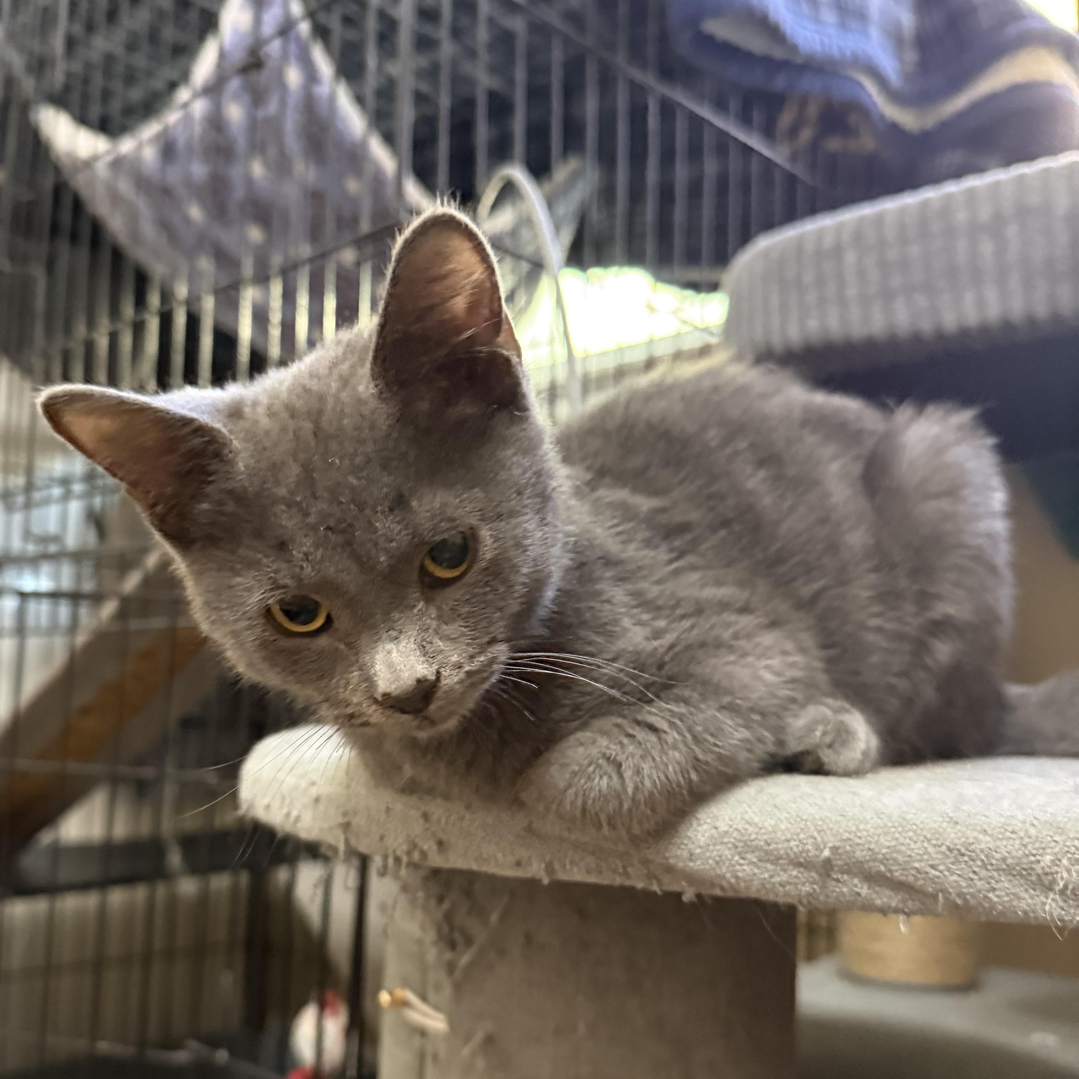 Enlarge Lexi, a Adoptable Domestic Short Hair in Oakley, CA image 2/3