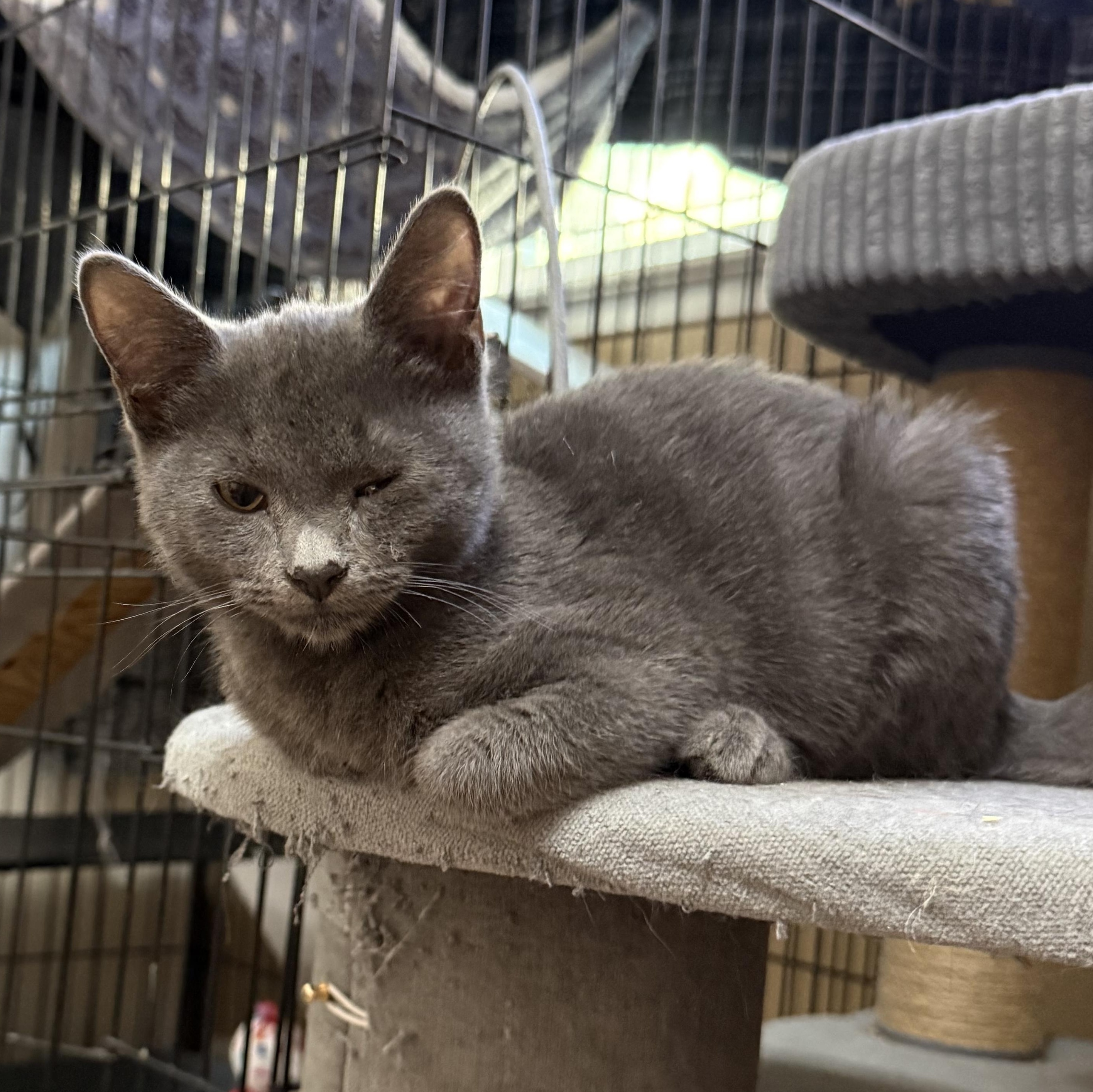 Enlarge Lexi, a Adoptable Domestic Short Hair in Oakley, CA image 3/3