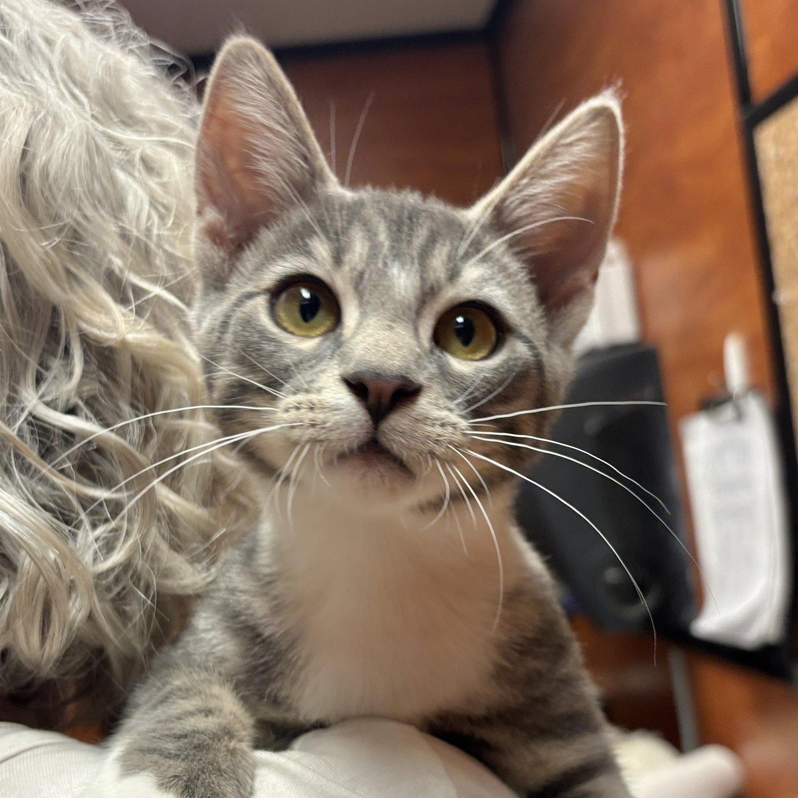 Granite, Adoptable, Kitten Male Domestic Short Hair.