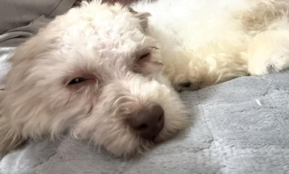 Charlie, Adoptable, Puppy Male Cavalier King Charles Spaniel & Bichon Frise.