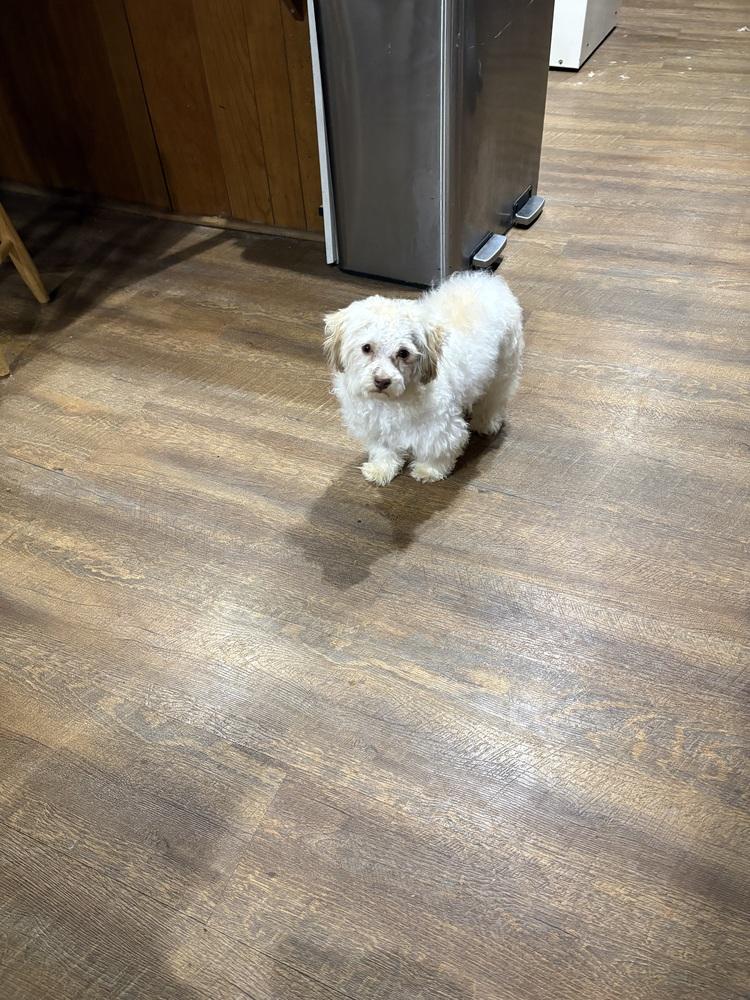 Enlarge Charlie, a Adoptable mixed breed in Irwin, PA image 3/5