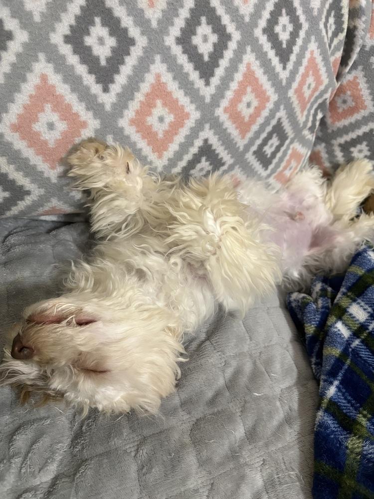 Enlarge Charlie, a Adoptable mixed breed in Irwin, PA image 4/5