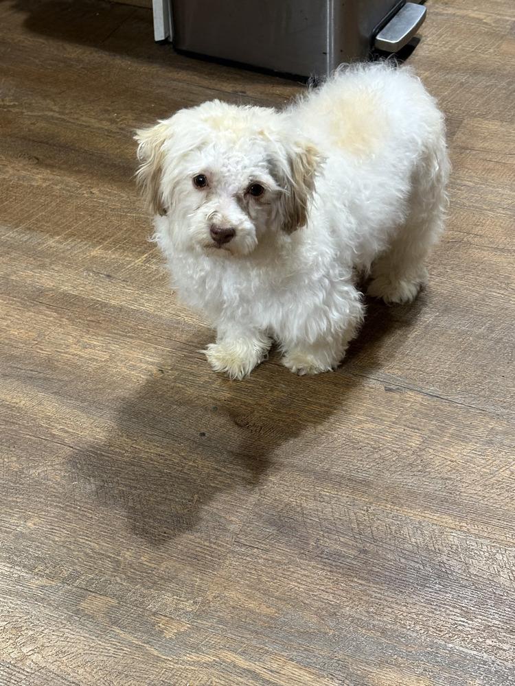 Enlarge Charlie, a Adoptable mixed breed in Irwin, PA image 5/5