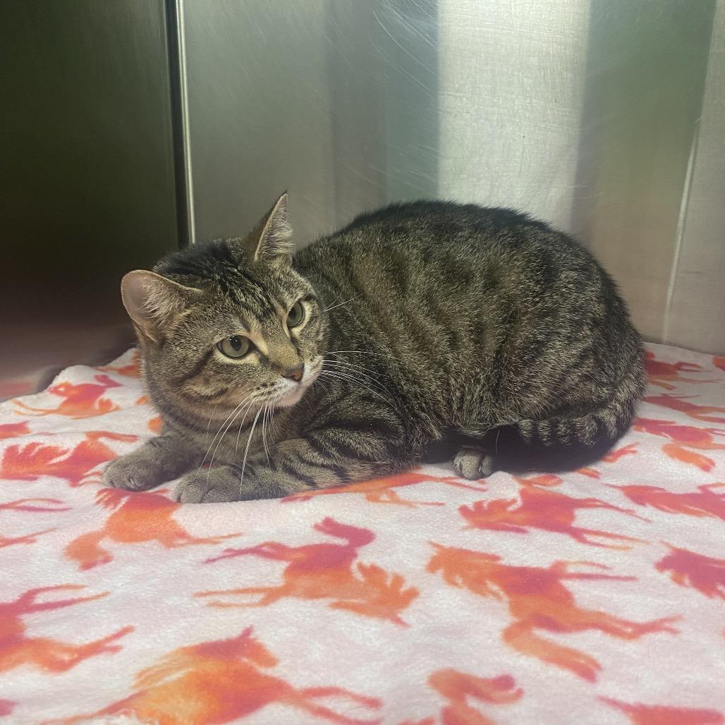 Nova, Adoptable, Adult Female Domestic Short Hair.