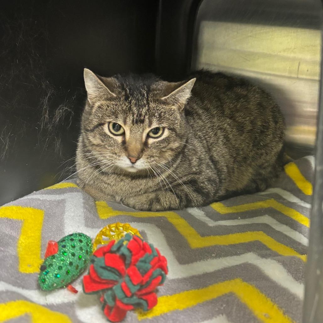 Nova, Adoptable, Adult Female Domestic Short Hair.