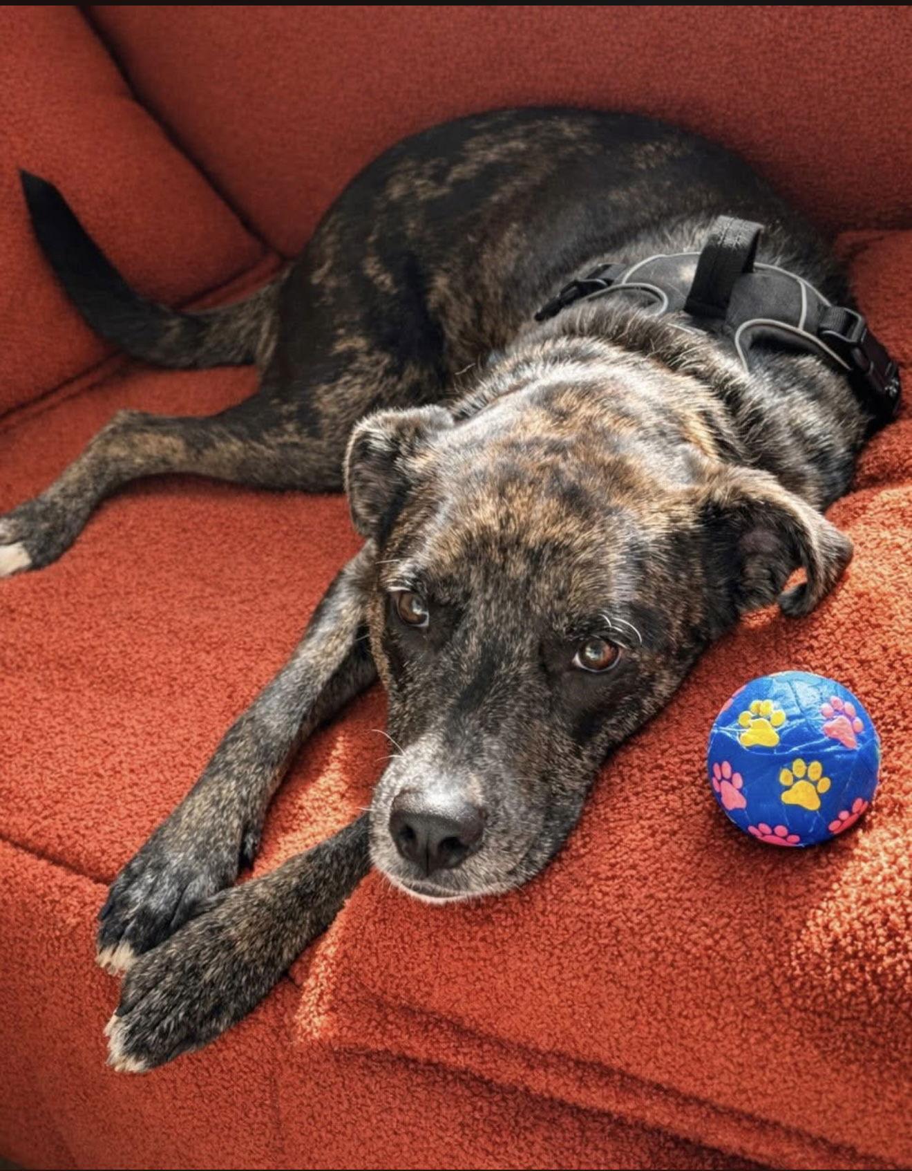 Stella, Adoptable, Adult Female Catahoula Leopard Dog & Cattle Dog.