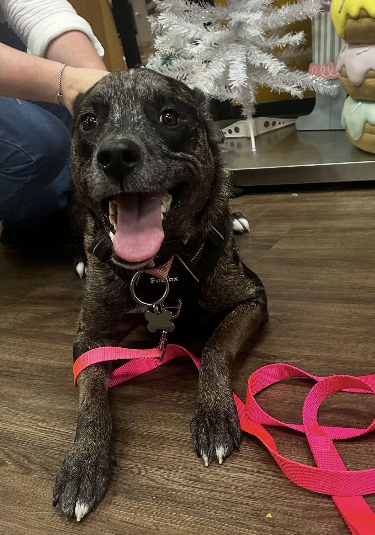 Stella, Adoptable, Adult Female Catahoula Leopard Dog & Cattle Dog.