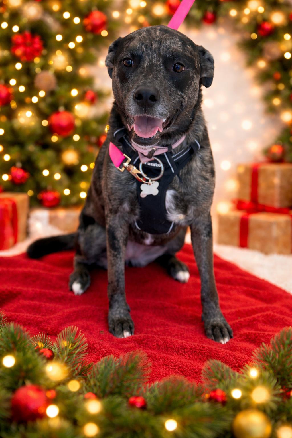 Enlarge Stella, a Adoptable mixed breed in Euless, TX image 1/3