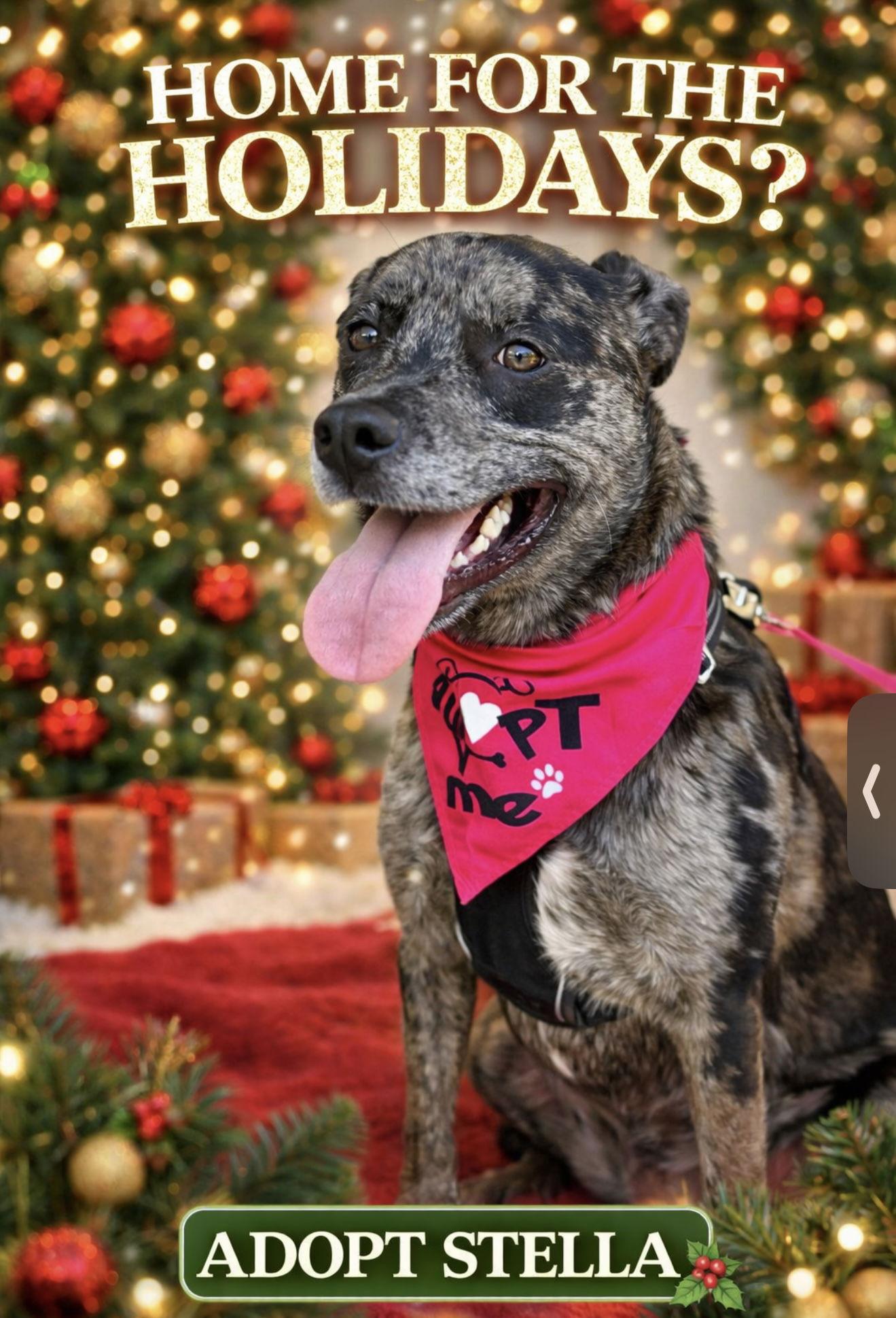 Enlarge Stella, a Adoptable mixed breed in Euless, TX image 2/3