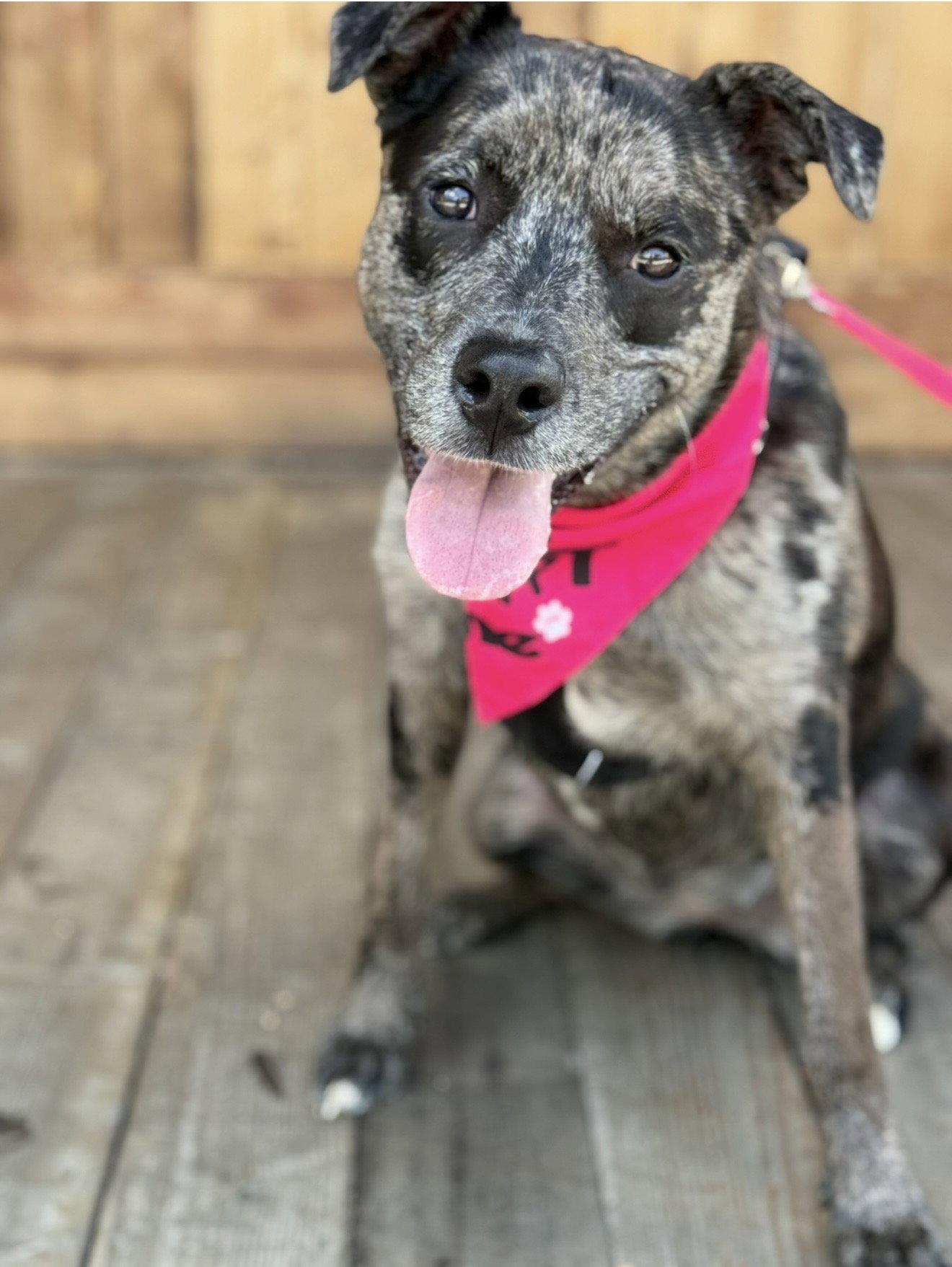 Enlarge Stella, a Adoptable mixed breed in Euless, TX image 1/3