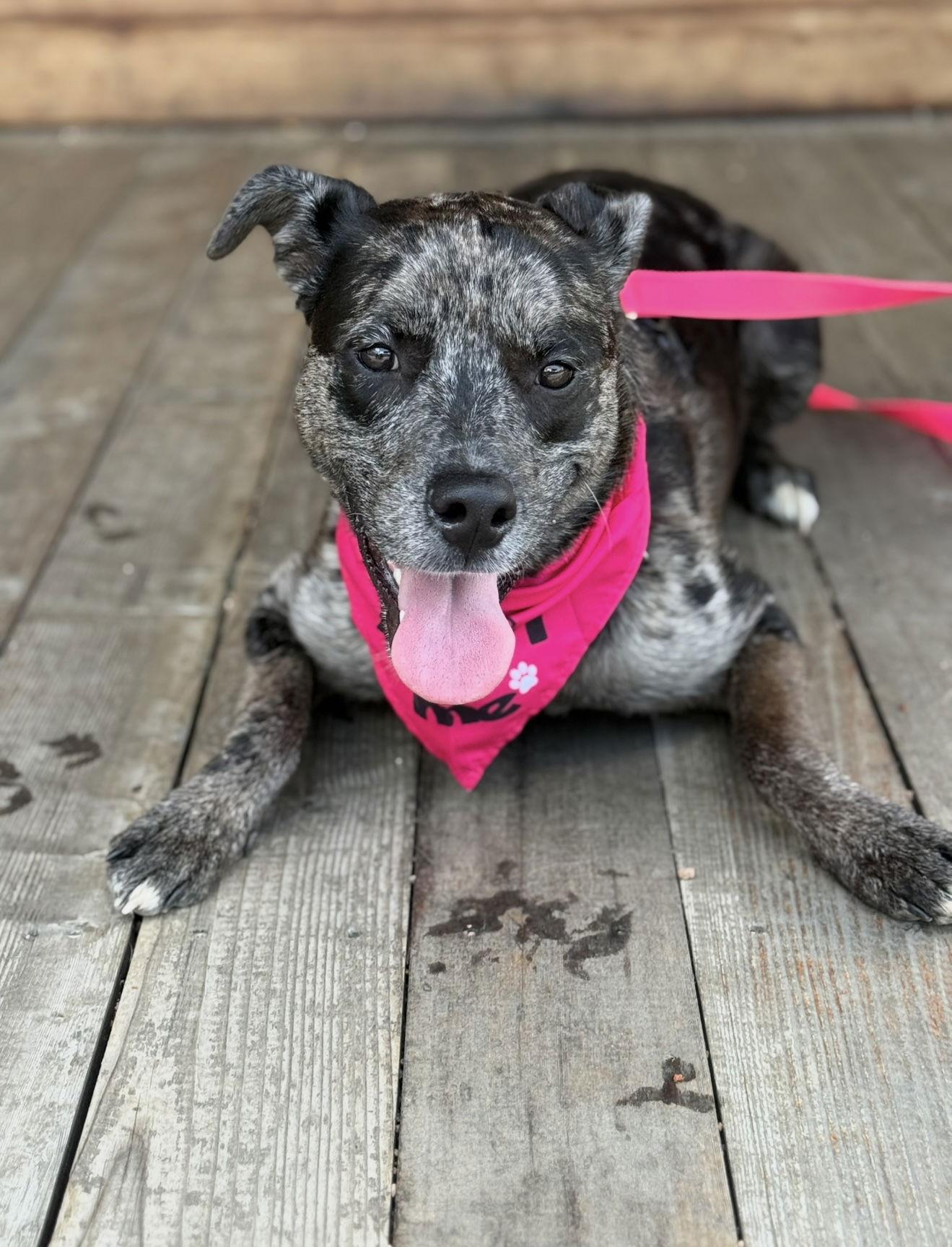 Stella, a Adoptable mixed breed in Euless, TX image 2/3