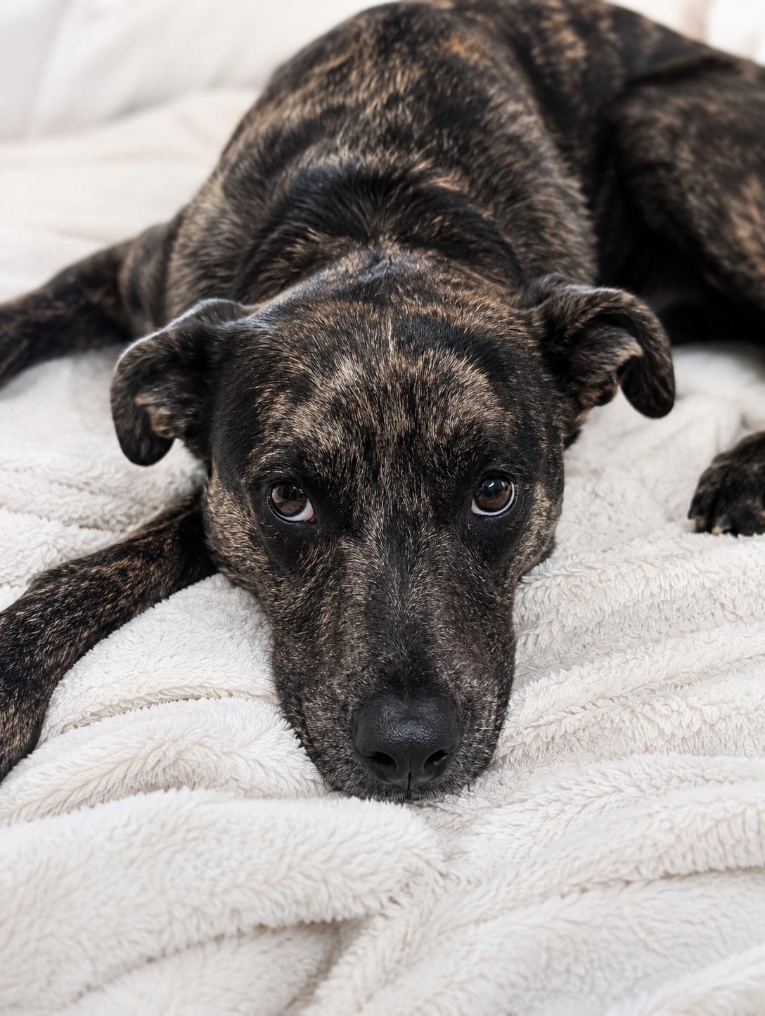 Stella, a Adoptable mixed breed in Euless, TX image 2/3