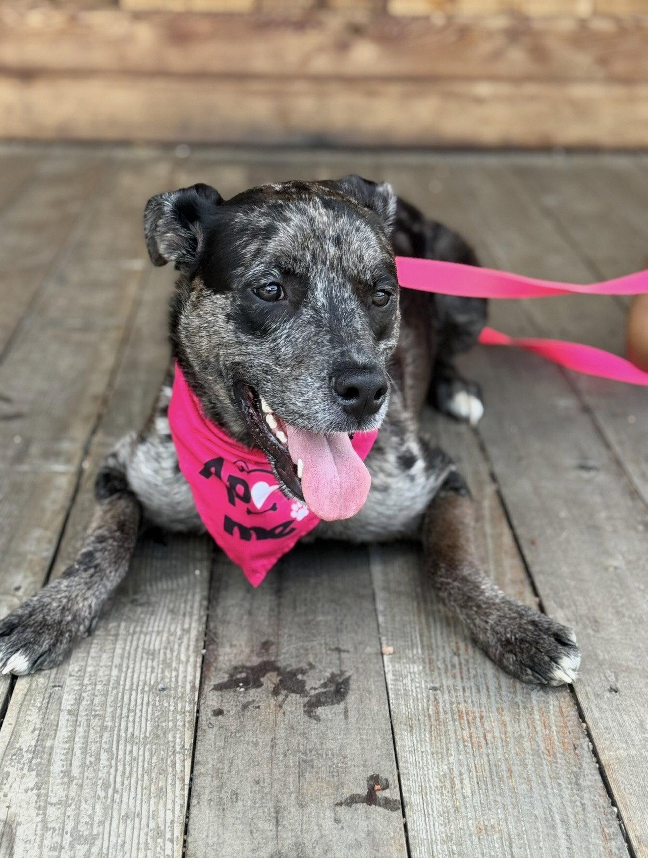 Enlarge Stella, a Adoptable mixed breed in Euless, TX image 2/3