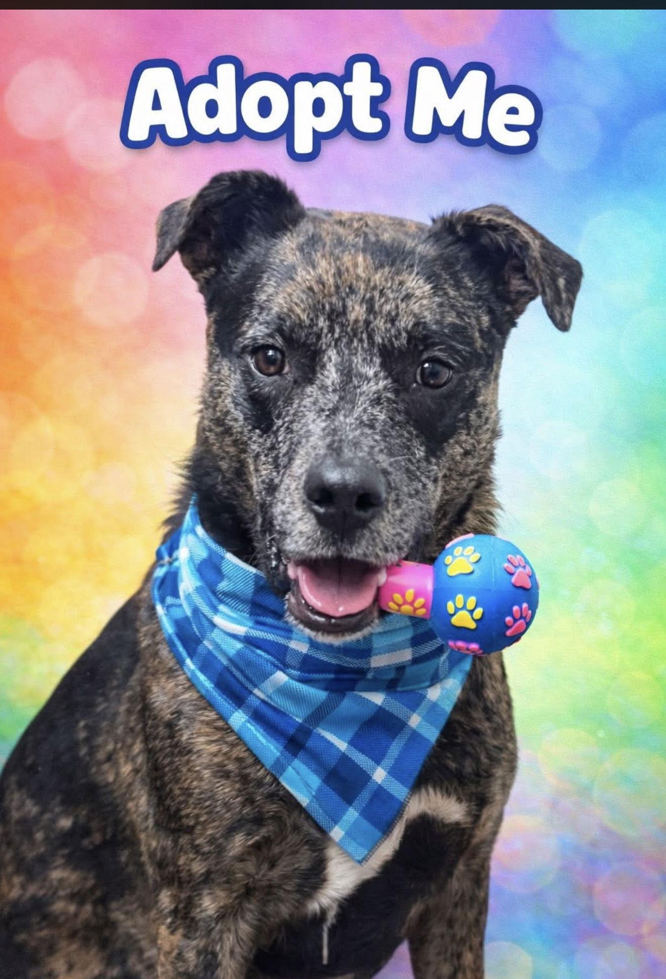 Enlarge Stella, a Adoptable mixed breed in Euless, TX image 3/3