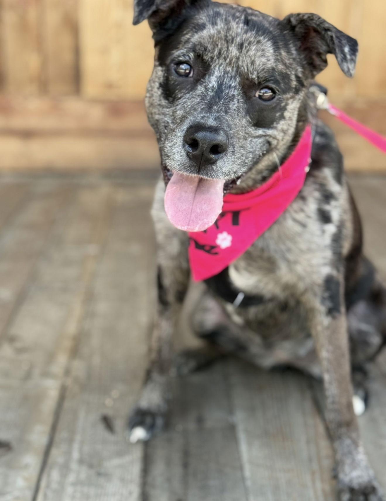 Stella, a Adoptable mixed breed in Euless, TX image 3/3