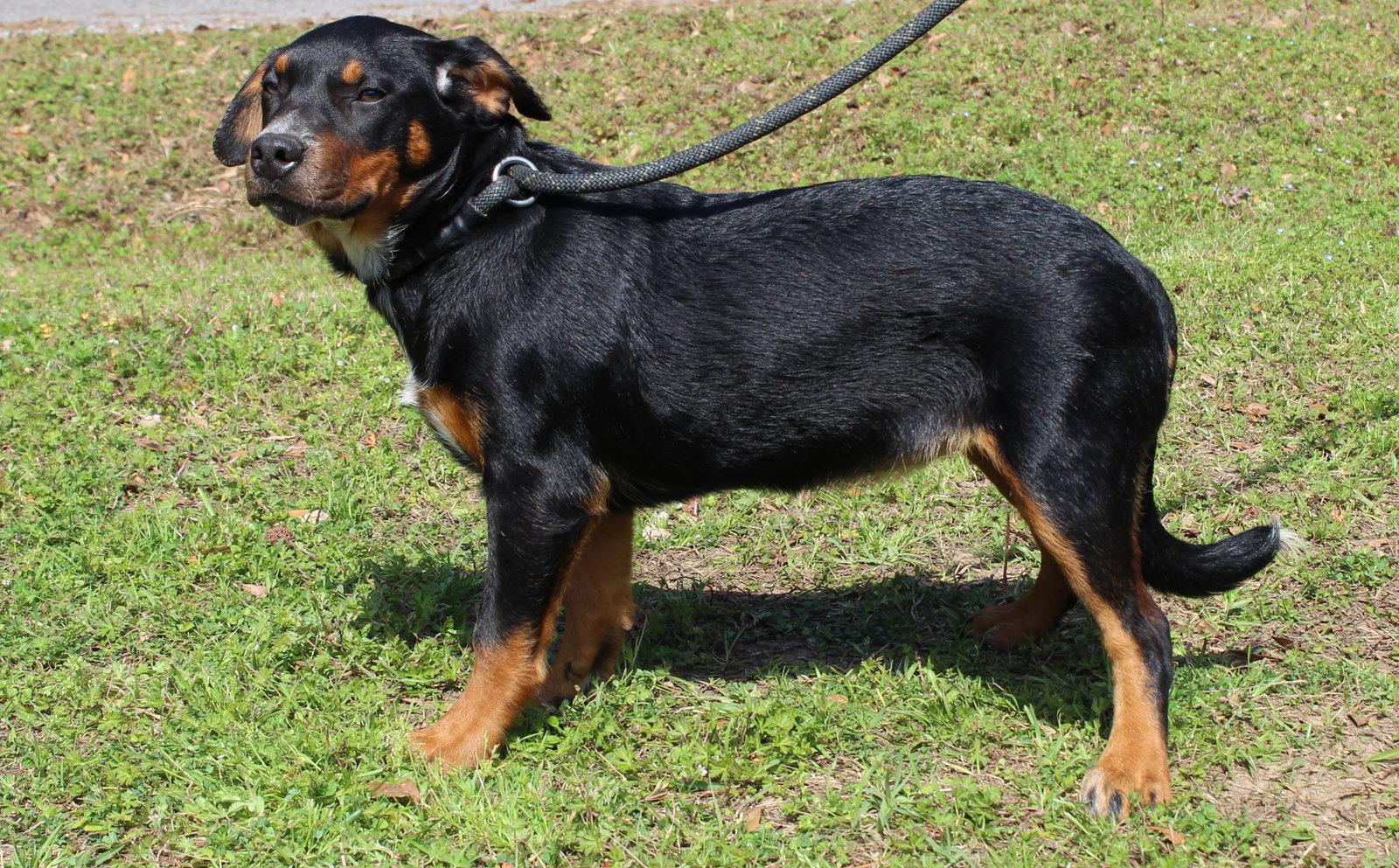 Enlarge Mountain Dew 43231, a Adoptable mixed breed in Prattville, AL image 1/3