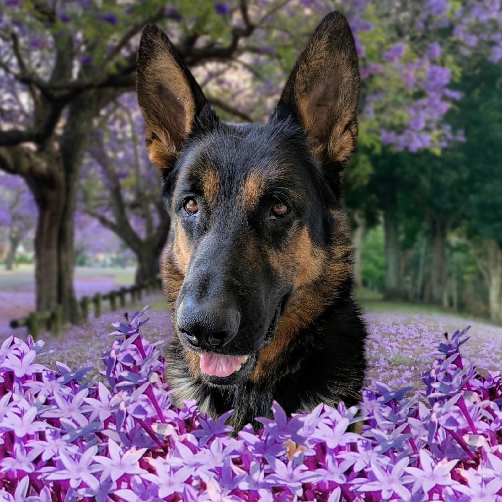 Pickles, a Adopted German Shepherd Dog in Encino, CA image 3/6