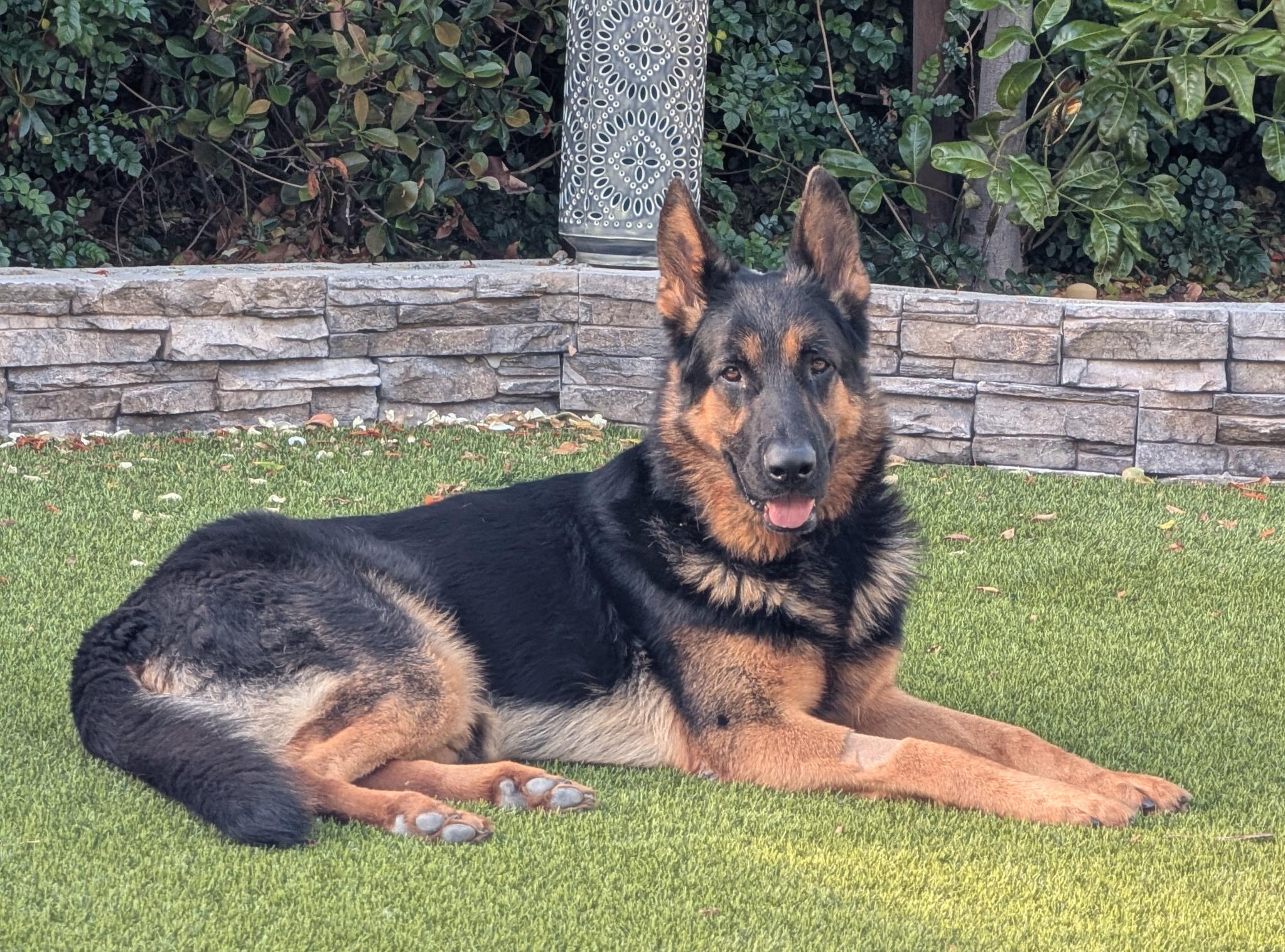 Pickles, Adopted, Adult Male German Shepherd Dog.