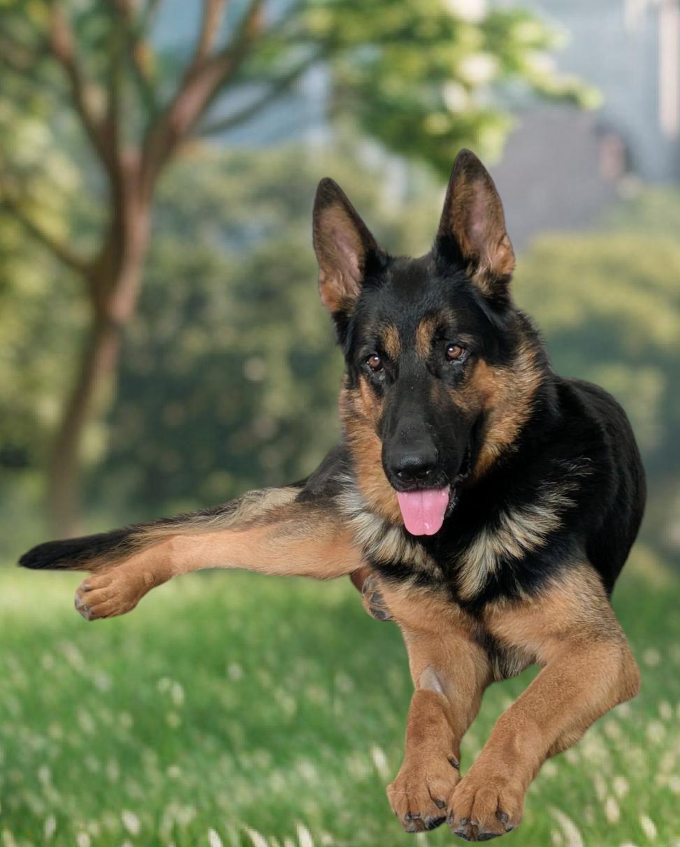 Pickles, a Adopted German Shepherd Dog in Encino, CA image 5/6