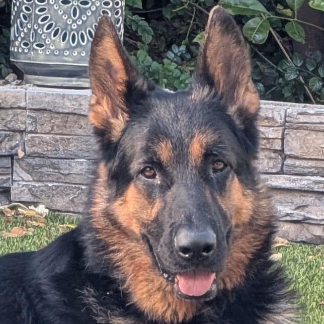 Pickles, a Adopted German Shepherd Dog in Encino, CA image 2/6