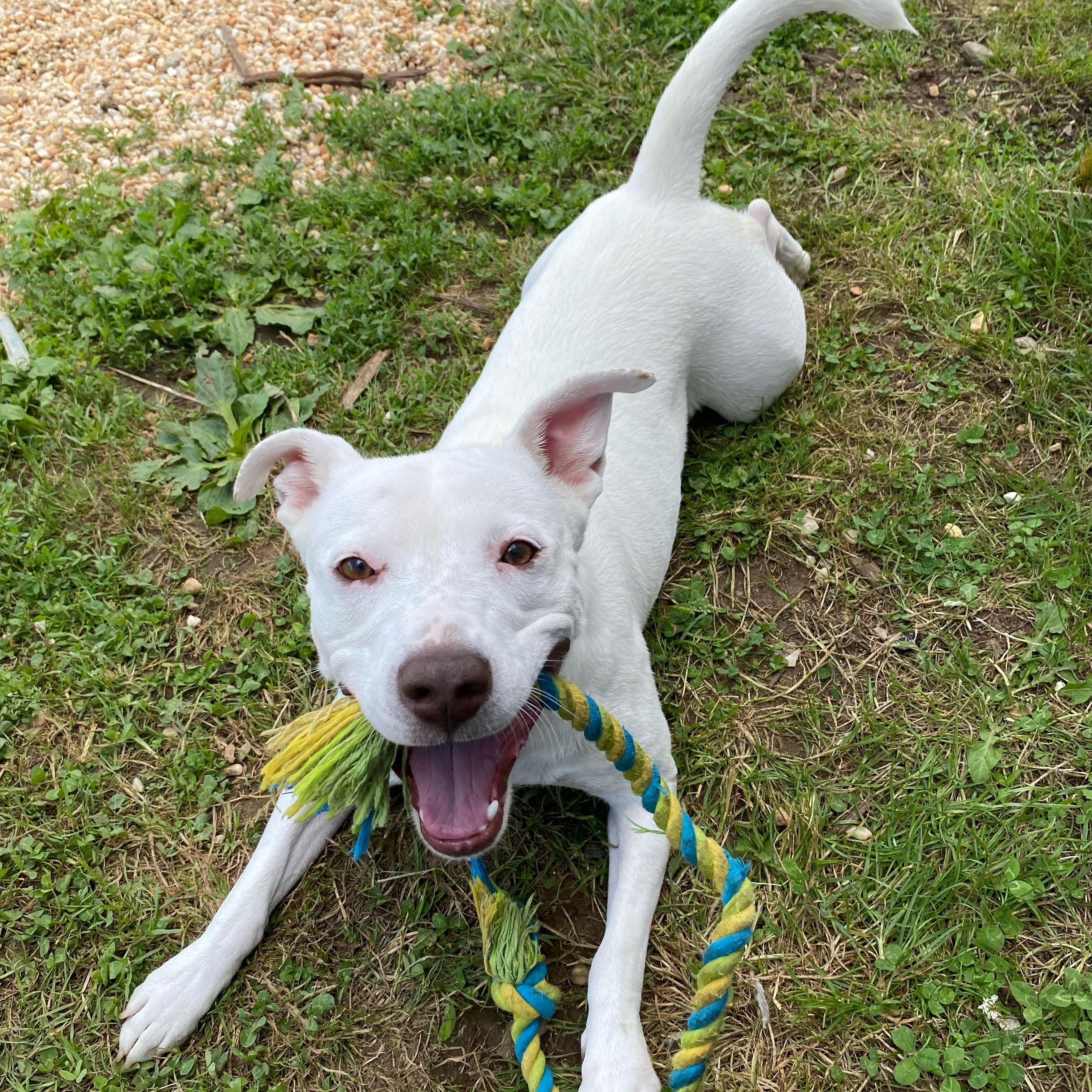 Waffle, Adult Female Labrador Retriever