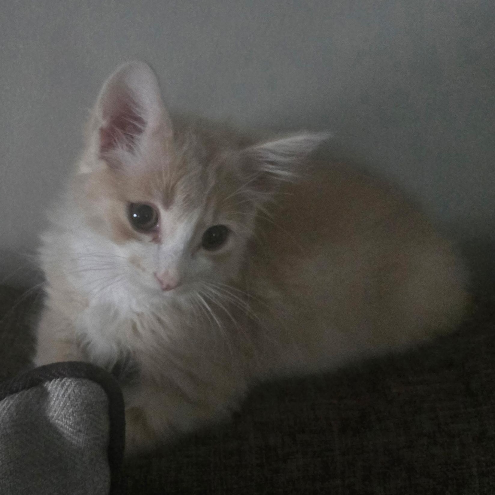 Enlarge Purrcy, a ADOPTABLE mixed breed in Concord, NC image 4/4