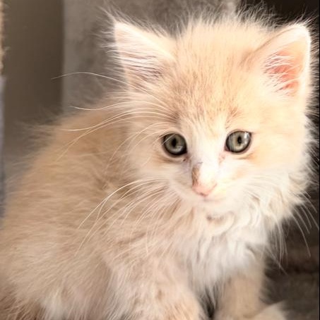 Enlarge Purrcy, a ADOPTABLE mixed breed in Concord, NC image 2/4