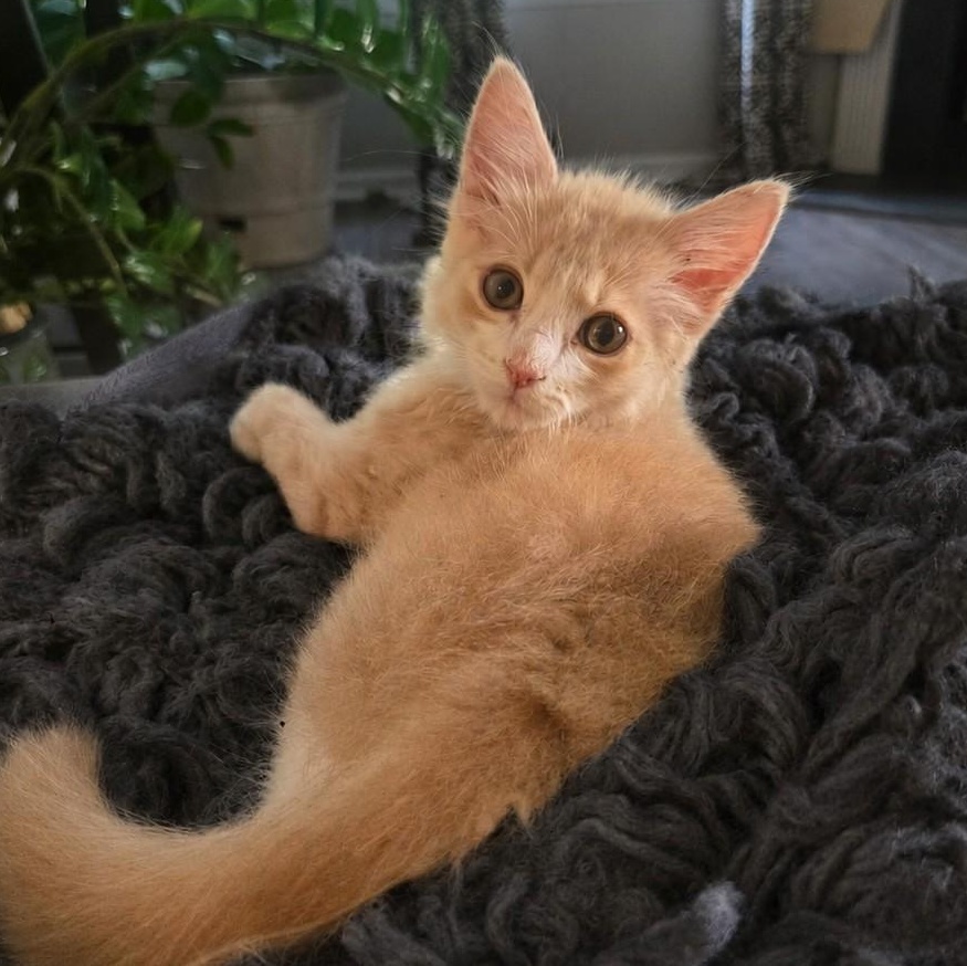 Purrcy, ADOPTABLE, Kitten Male Domestic Long Hair.