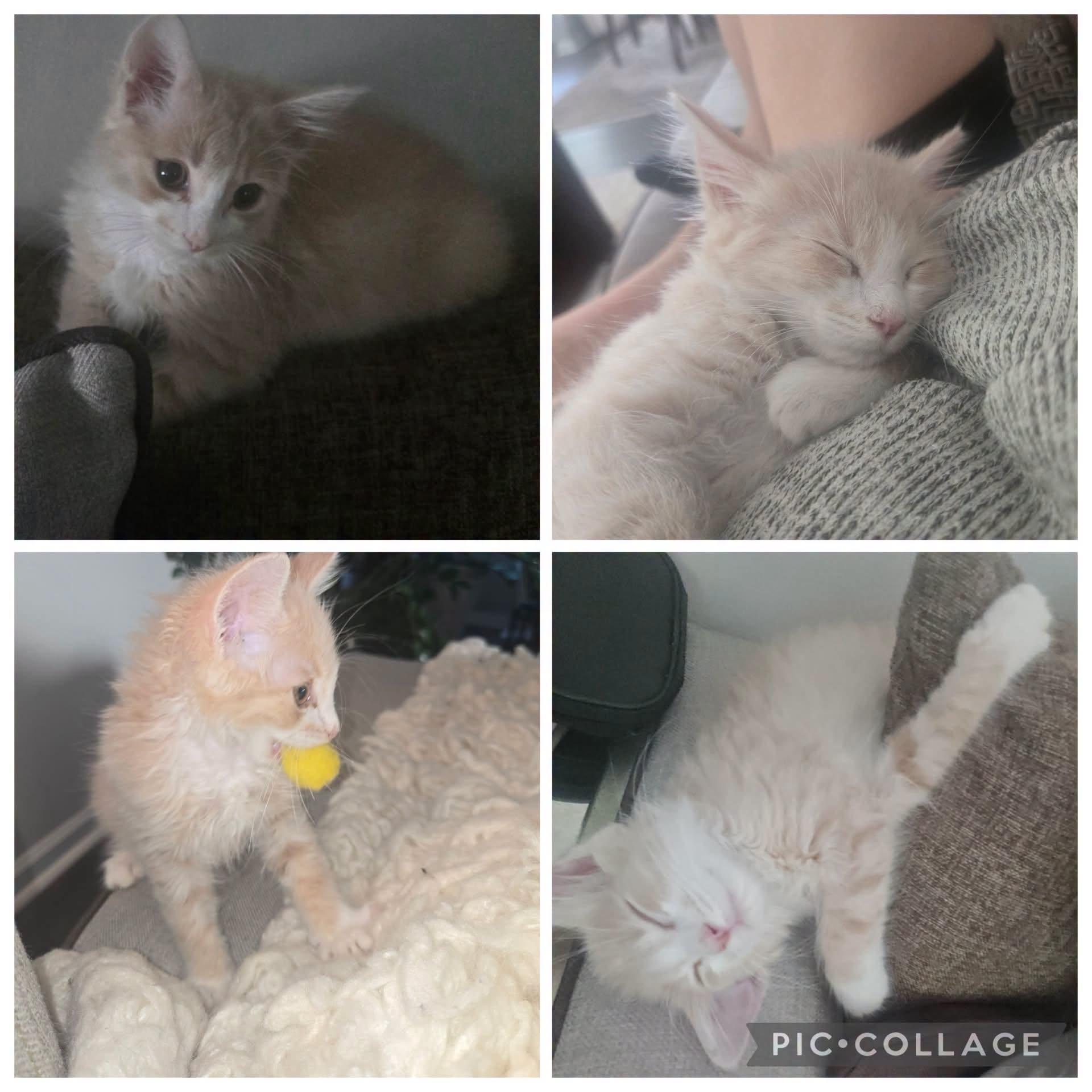 Enlarge Purrcy, a ADOPTABLE mixed breed in Concord, NC image 3/4