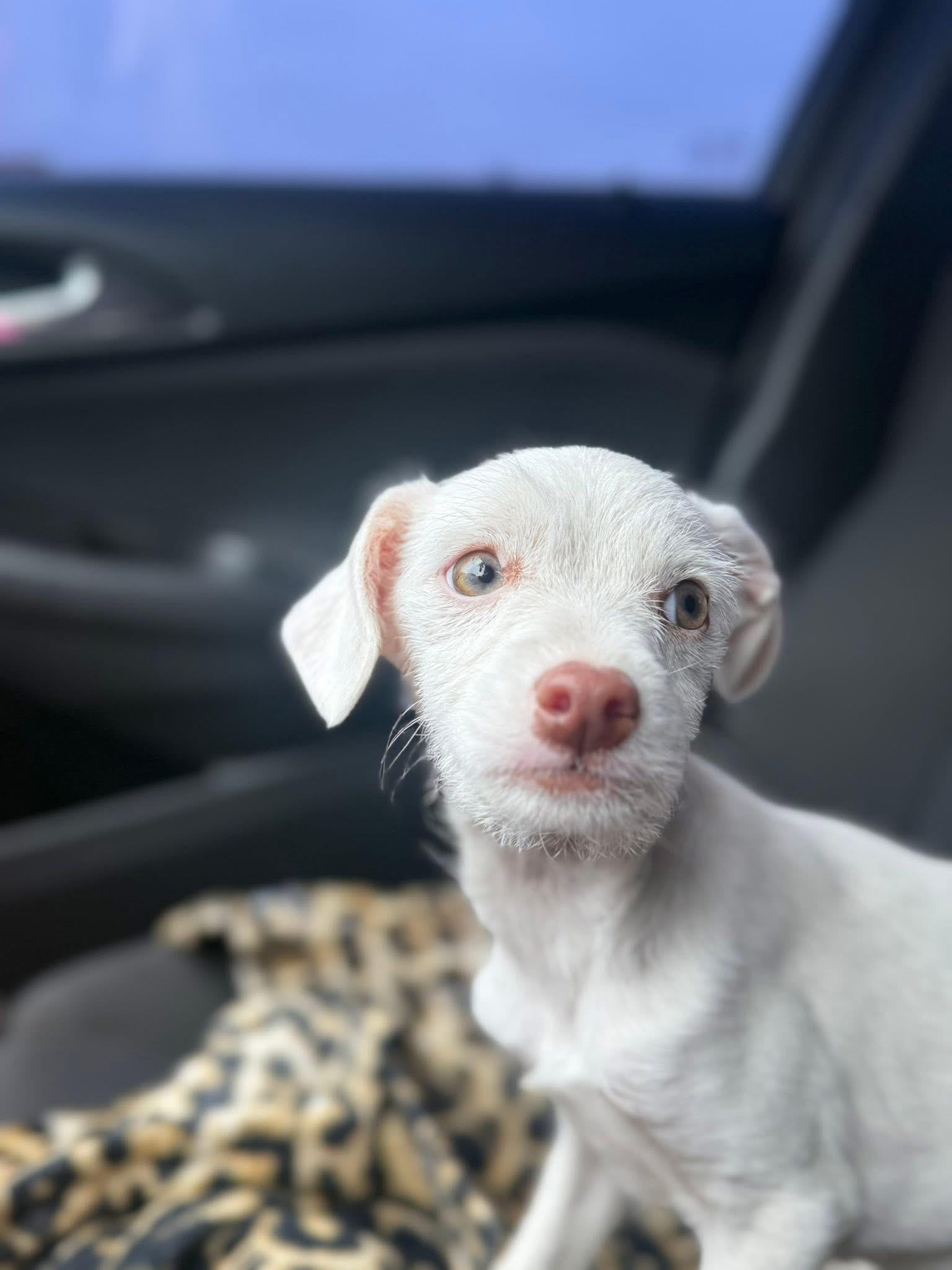 Enlarge sparkle, a Adoptable mixed breed in clayton , CA image 2/6