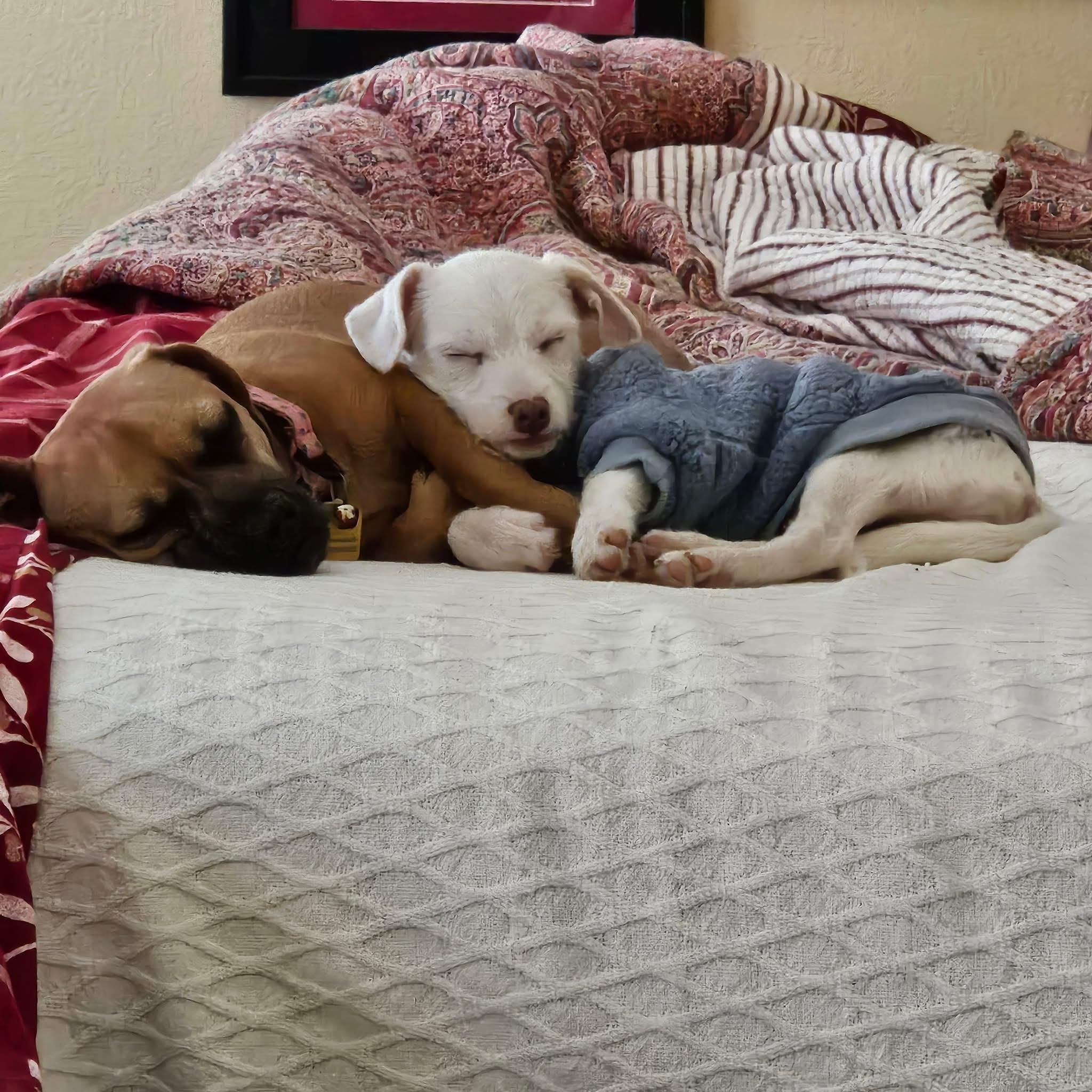 Enlarge sparkle, a Adoptable mixed breed in clayton , CA image 3/6