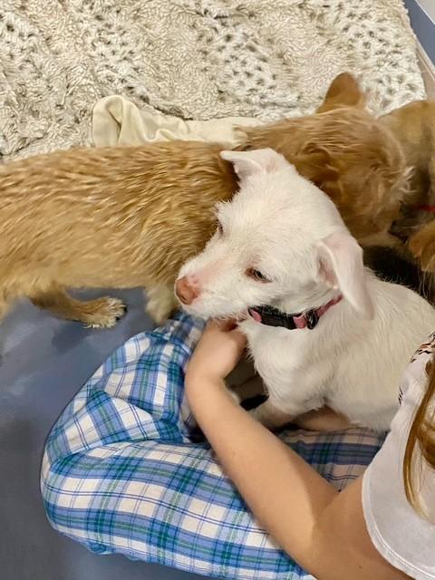 Enlarge sparkle, a Adoptable mixed breed in clayton , CA image 4/6