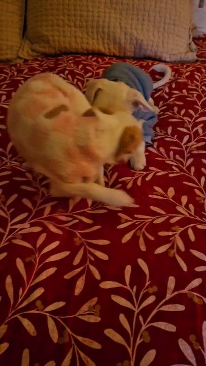 Enlarge sparkle, a Adoptable mixed breed in clayton , CA video 6/6