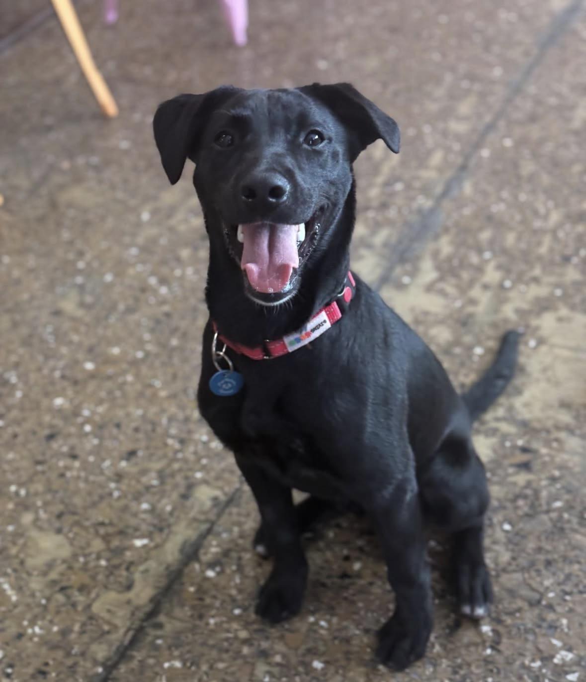 Stevie, ADOPTABLE, Young Male Labrador Retriever.