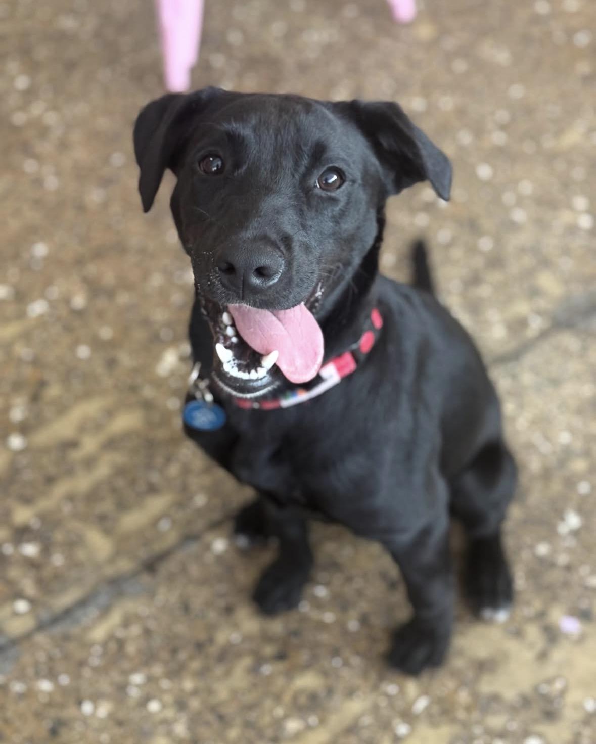 Enlarge Stevie, a ADOPTABLE mixed breed in Pasadena, CA image 5/5